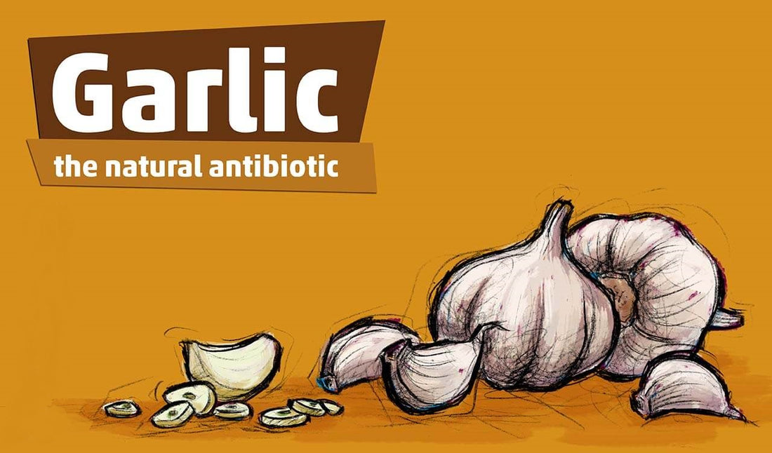 Allicin vs. Antibiotics: A Comprehensive Comparison